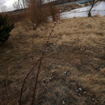 IMG_20210319_095516